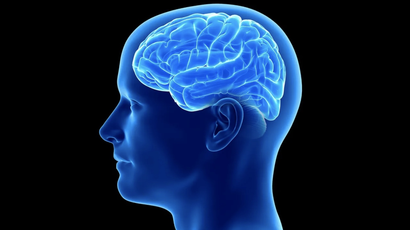 İnsan Beyni ile Diğer Memelilerin Beyinleri Arasında Garip Bir Fark Var