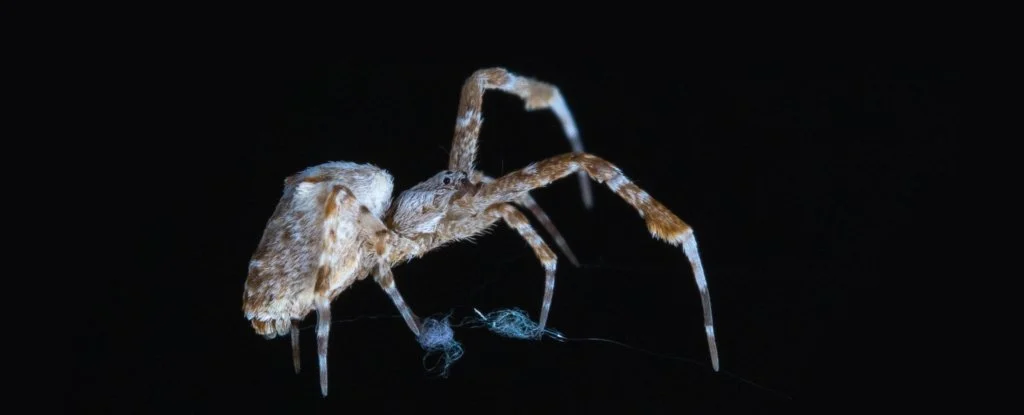 Bilim adamları, Karanlıkta Ağ Oluşturan Örümcekleri İzlemek İçin Yapay Zekayı Kullandı