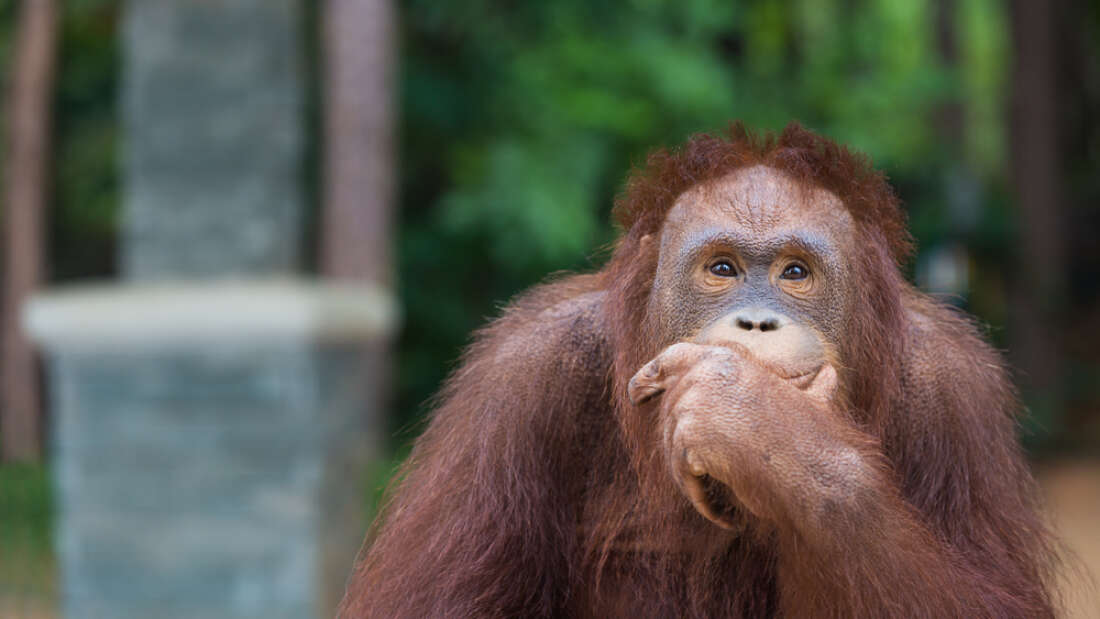 Orangutanların Kendi Sanatsal Tarzları Var