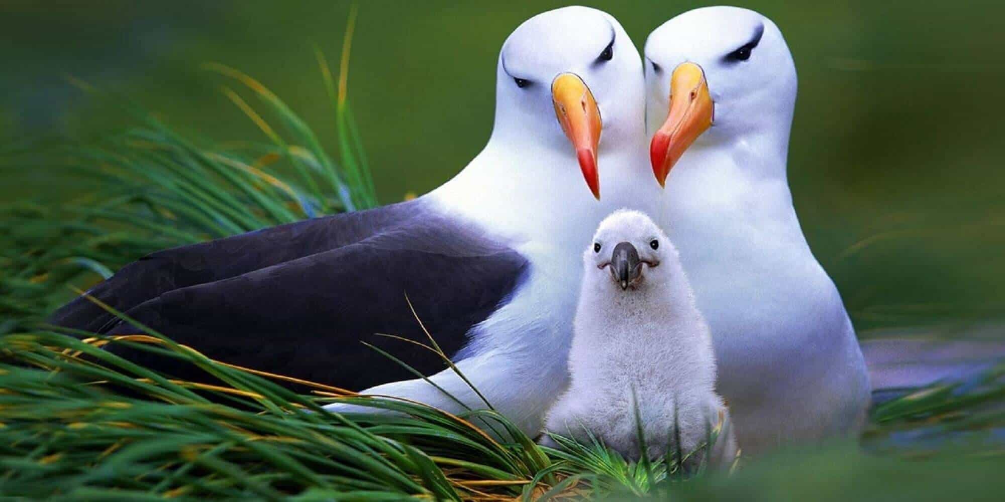 Albatroslar, Okyanus Suları Isındığı İçin Daha Sık Ayrılmaya Başladılar