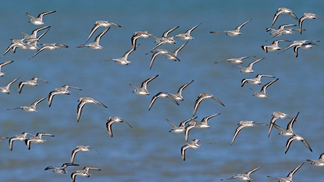 Açık Renkli Tüyler, Göçmen Kuşların Uzun Uçuşlarda Serin Kalmasına Yardımcı Oluyor