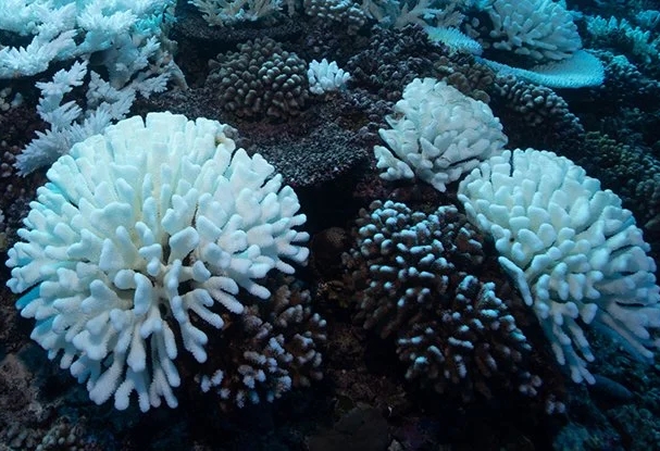 Bilim İnsanları Uyardı: Dünya’nın 1,5°C Isınması Sonucu, Neredeyse Hiçbir Mercan Resifi Güvende Olmayacak