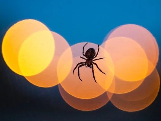 Örümcekler Uçmak İçin Elektrik Alan Kullanıyor