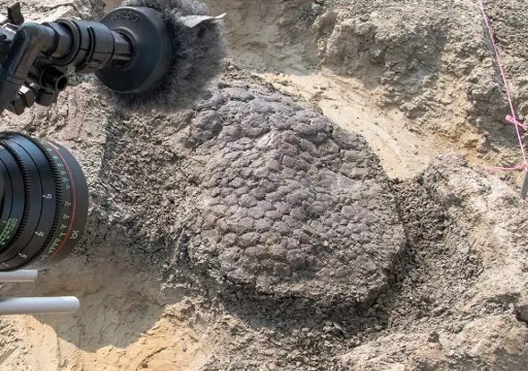 Asteroit Tarafından Öldürülen Bir Dinozor Keşfedilmiş Olabilir