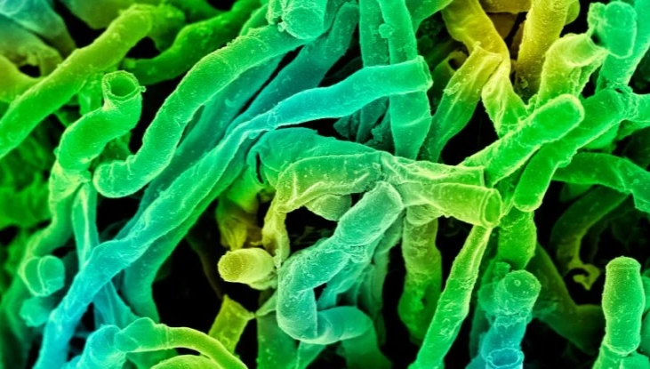 Nadir Bir Toprak Mikrobu, Yeni İlaçlar Üretmemize Yardımcı Olabilir