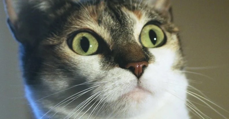 Kedi Nanesi, Muhtemelen Bilmediğiniz Gizli Bir Etkiye Sahip