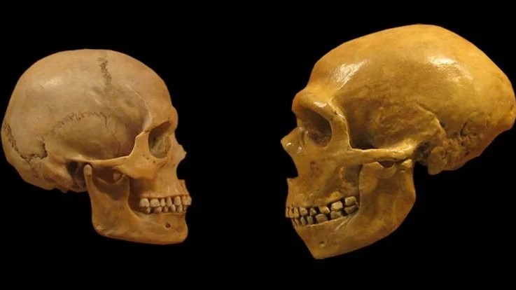 Bilim İnsanları, İnsan ve Neandertallerin Beyinleri Arasında Önemli Bir Farklılık Buldu