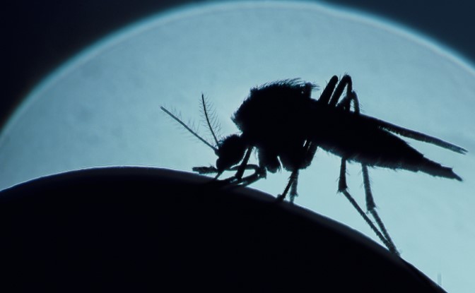 Sivrisineklerin Nerede Olursak Olalım Nasıl Bizi Bulabiliyorlar?