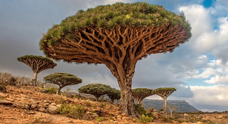 Ağaçları İnceleyen Bilim İnsanları, İnsanlığa Sert Bir Uyarıda Bulundu