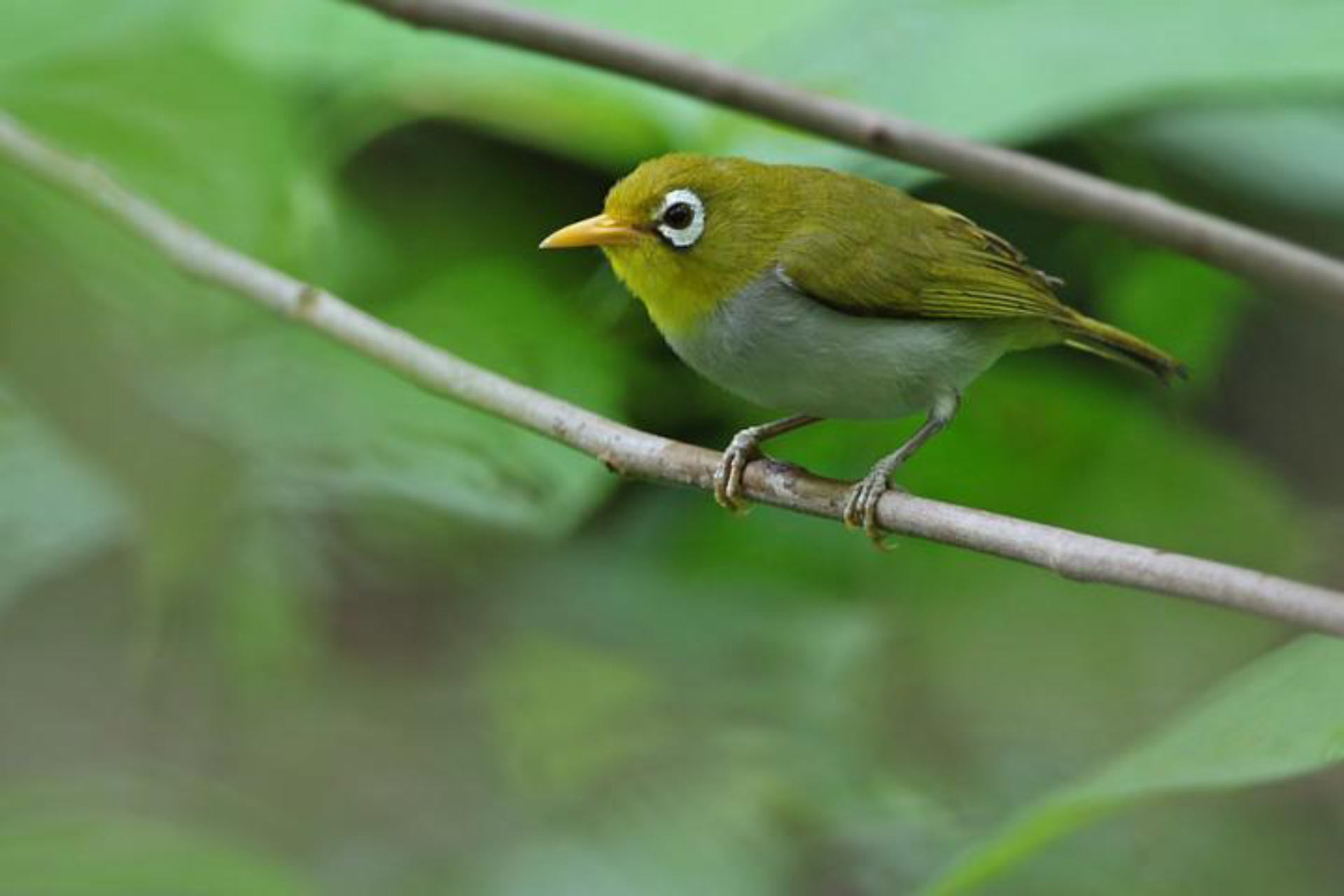 Endonezya Adasında Tanımlanan Yeni, Endemik Kuş Türü