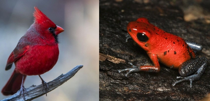 Hayvanların İnanılmaz Renkleri Bize Farklı Şeyler Anlatıyor