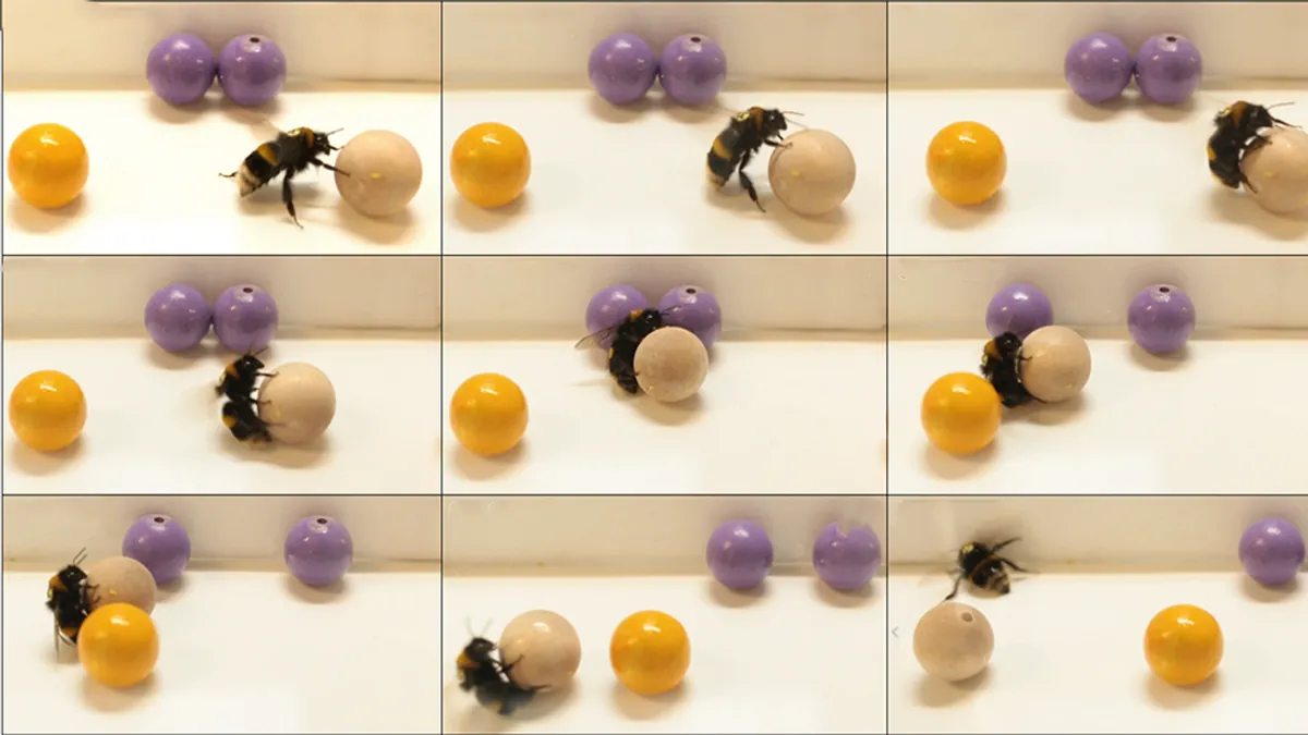 Bombus Arıları, Köpekler ve Yunuslar Gibi Eğlenmek İçin Top Oynamaktan Keyif Alıyor