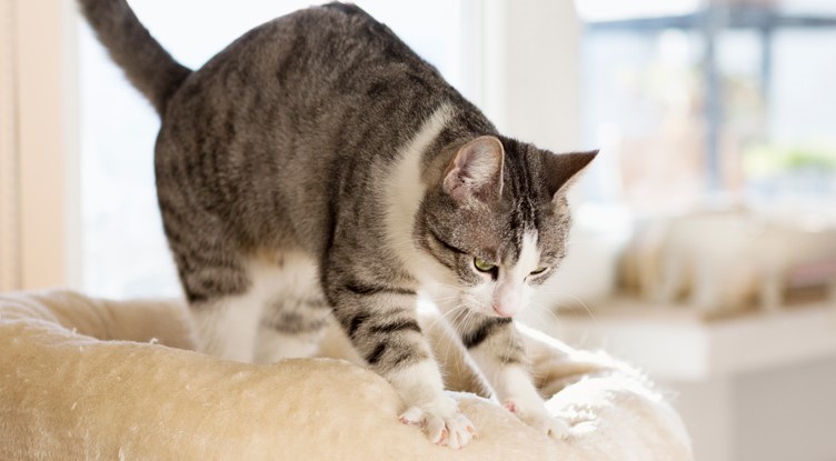 Kedilerin Sizi Yoğurmasının Nedeni Nedir