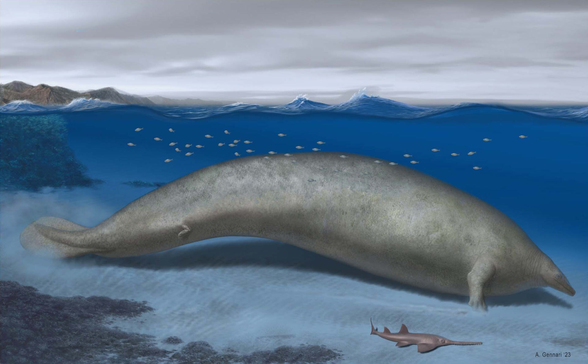 Bilim insanları, devasa 'tuhaf' balina Colossus'un şimdiye kadar yaşamış en büyük hayvan olmadığını söylüyor