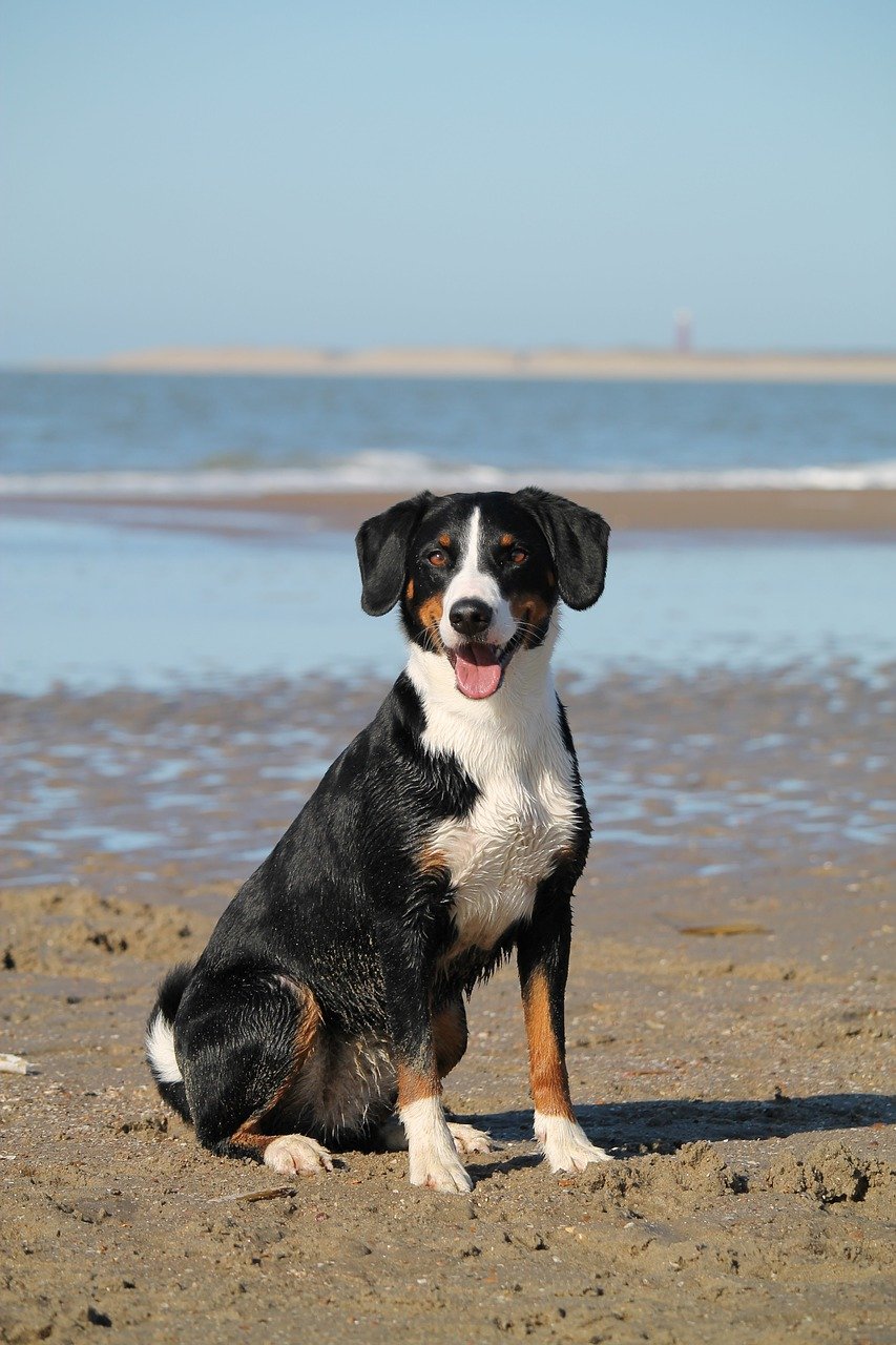 Köpek Sahibi Olmak Sağlığınızı Çeşitli Yönlerden Etkileyebilir