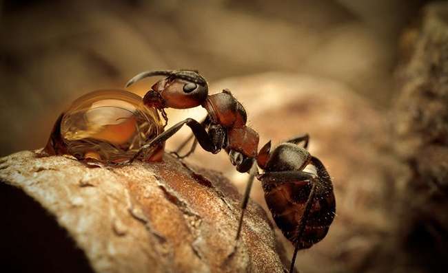 Karıncaların ağırlığı insanları geçer mi?