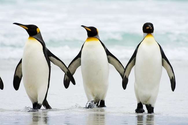 Antarktika'da penguenler neden aşırı ısınır?