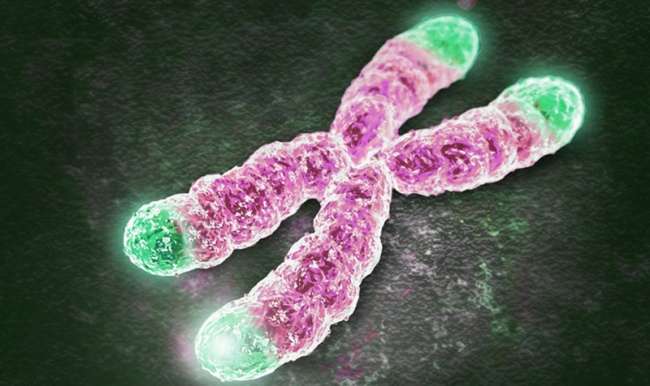 Hücrelerde Telomer Uzaması Sağlanarak Yaşlanma Geciktirildi
