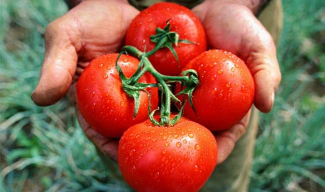Hollandalı bilim insanları domatesi daha hızlı büyütmeyi başardı
