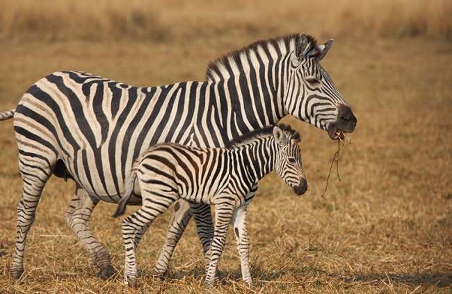  Zebra Çizgilerinin Ne Anlama Geldiği Sorusu Cevap Bulmak Üzere