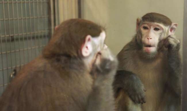 Maymunlar Aynada Kendilerini Tanımayı Öğrenebilir