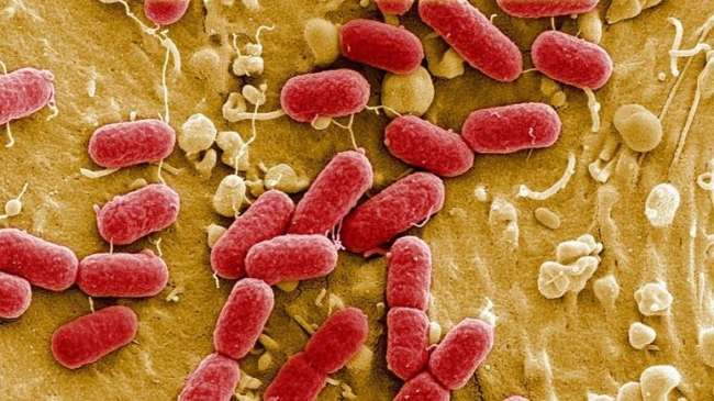Antibiyotiklere dirençli 'süper bakteri geni' bulundu