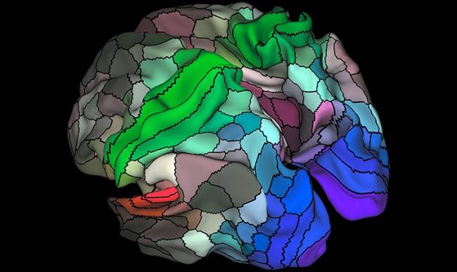 Güncellenen Beyin Haritasında 100 Yeni Bölge Keşfedildi