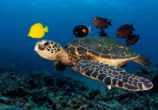 Deniz kaplumbağalarının korunması