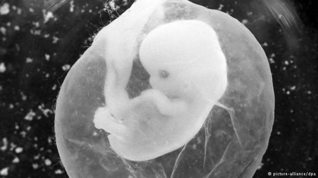 Embriyo annesiz de yetişebiliyor