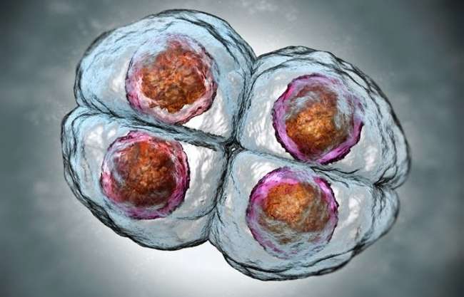 İnsan Embriyosunun İlk Genetik Aktiviteleri