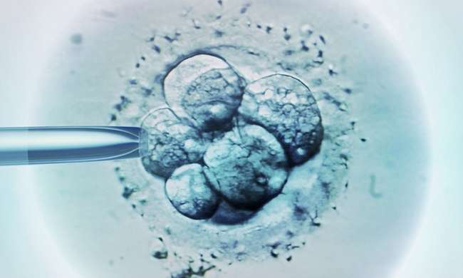 Genetiği değiştirilen insan embriyosuna tepki