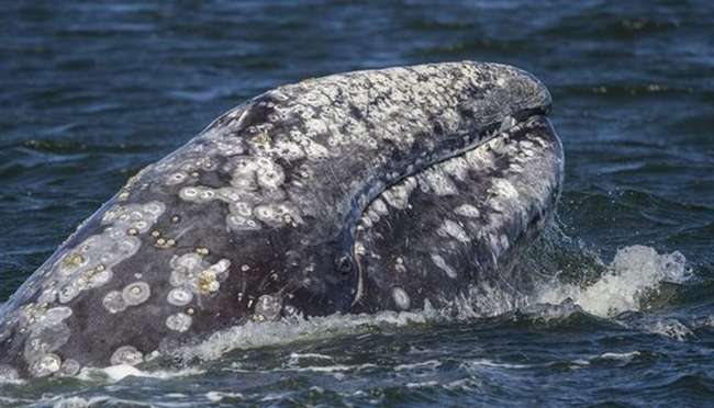Gri balinanın Büyük Okyanus'ta rekor kıran göçü