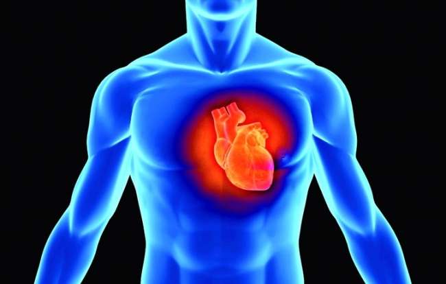 Kalp Hastalıklarına Bağırsaklarımızdan Gelen Tedavi