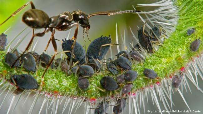 Kahve yetiştiren karınca türü keşfedildi