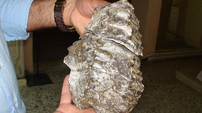 Konya'da mamut fosili bulundu