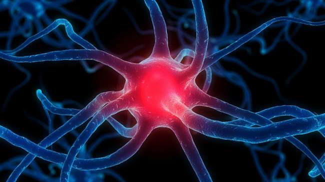 Bilim İnsanları Fare Beynini Kimyasal Olarak Kontrol Etmeyi Başardı