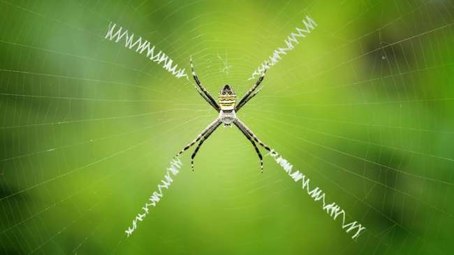 Örümcekler en güçlü fiberi üretti