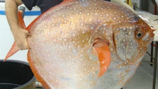 Dünyanın ilk sıcakkanlı balığı bulundu