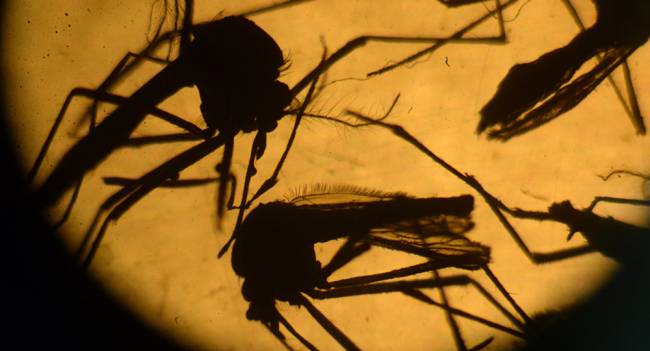 Genetiği değiştirilmiş sivrisinekler Zika’yla mücadele edecek