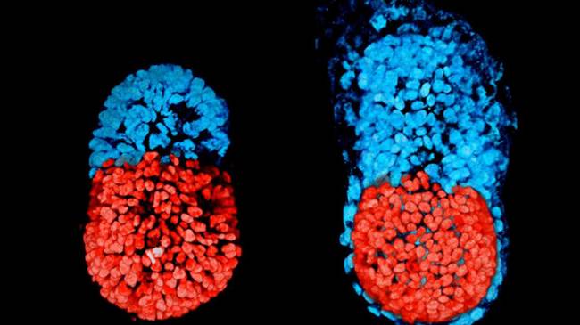 Dünyanın İlk Yapay Embriyosu Petri Kabında Üretildi