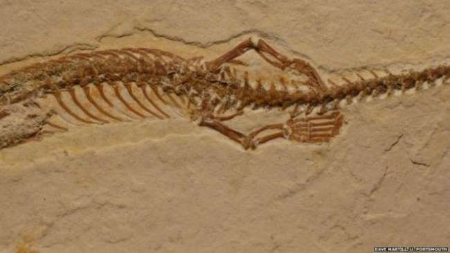 113 milyon yıllık dört bacaklı yılan fosili bulundu