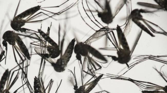 Zika virüsü aşı geliştirilmesi amacıyla klonlandı